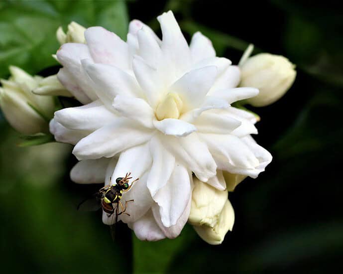 Foto Bunga Melati (茉莉花 ) Nan Indah Dari Kuncup Hingga Mekar