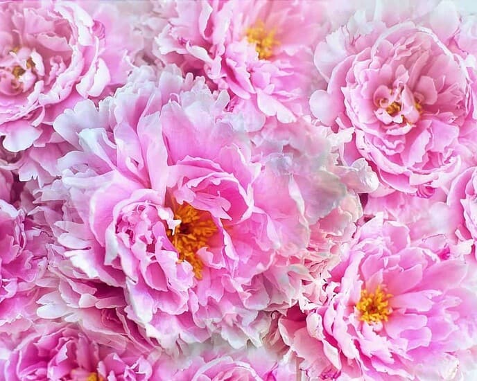 Bunga Peony (牡丹花) Lambang Keberuntungan dan Kebahagiaan