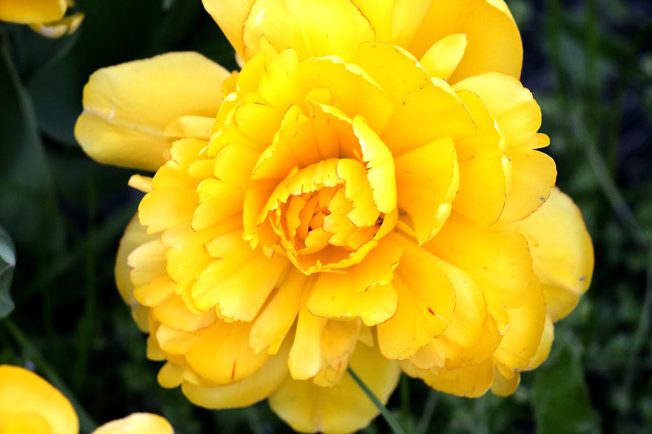 Bunga Peony (牡丹花) Lambang Keberuntungan dan Kebahagiaan