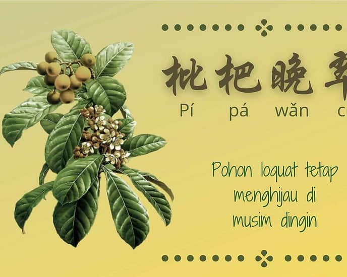 Pohon Loquat Tetap Menghijau Di Musim Dingin (枇杷晚翠)