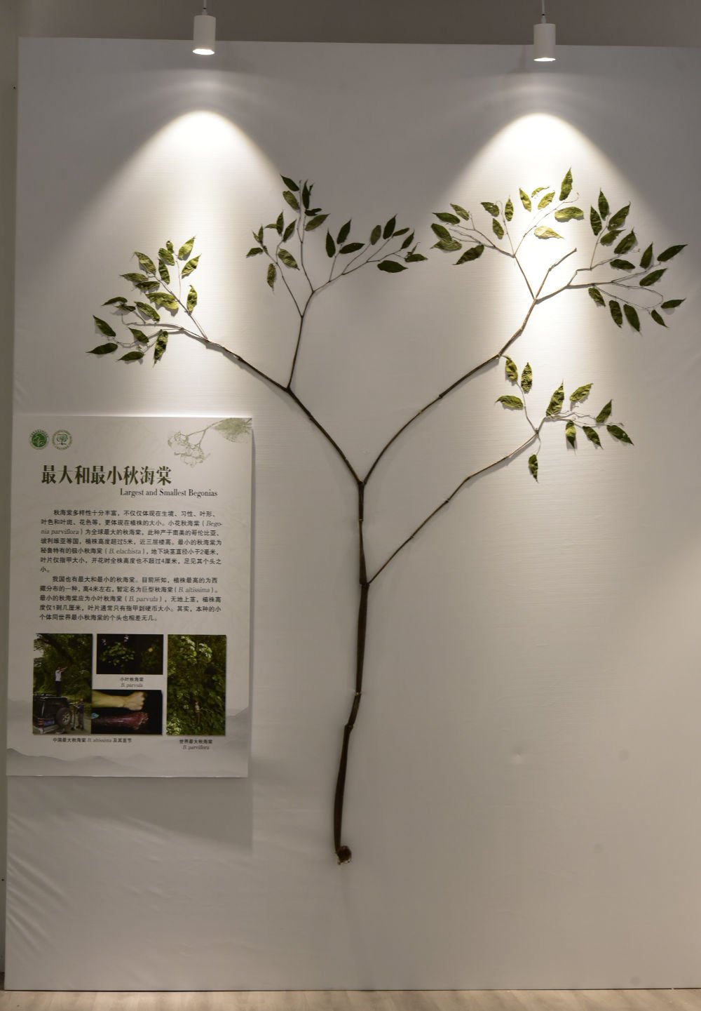 Spesies Begonia Tertinggi di Seluruh Asia Ditemukan di Tibet, Tiongkok