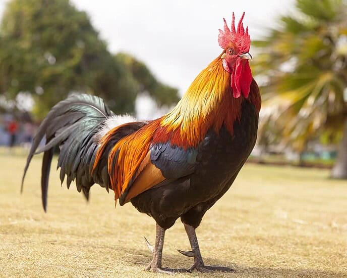 Gong ji (公鸡) - Ayam Jago