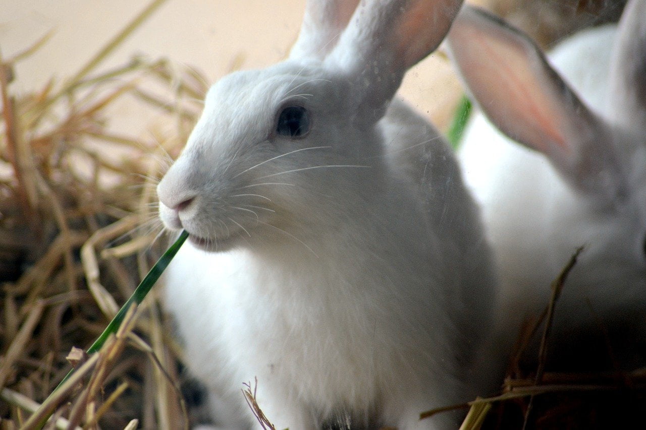 Tu zi (兔子) - Kelinci