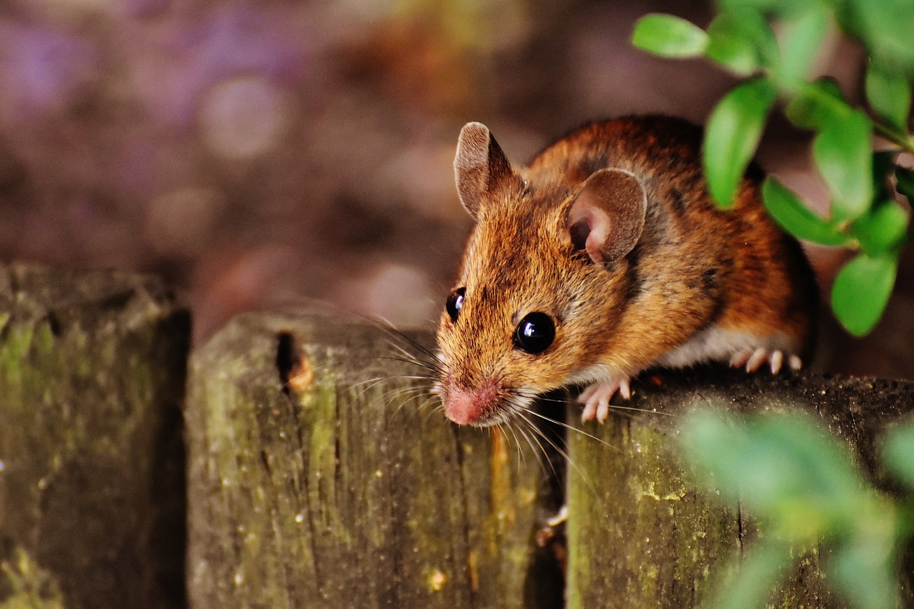 Laoshu (老鼠 ) -Tikus