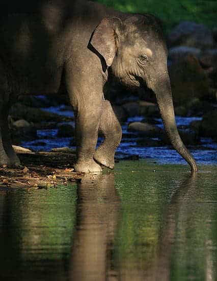 Da Xiang (大象) - Gajah