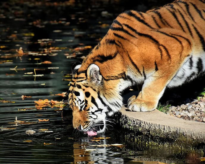 Laohu (老虎) - Macan