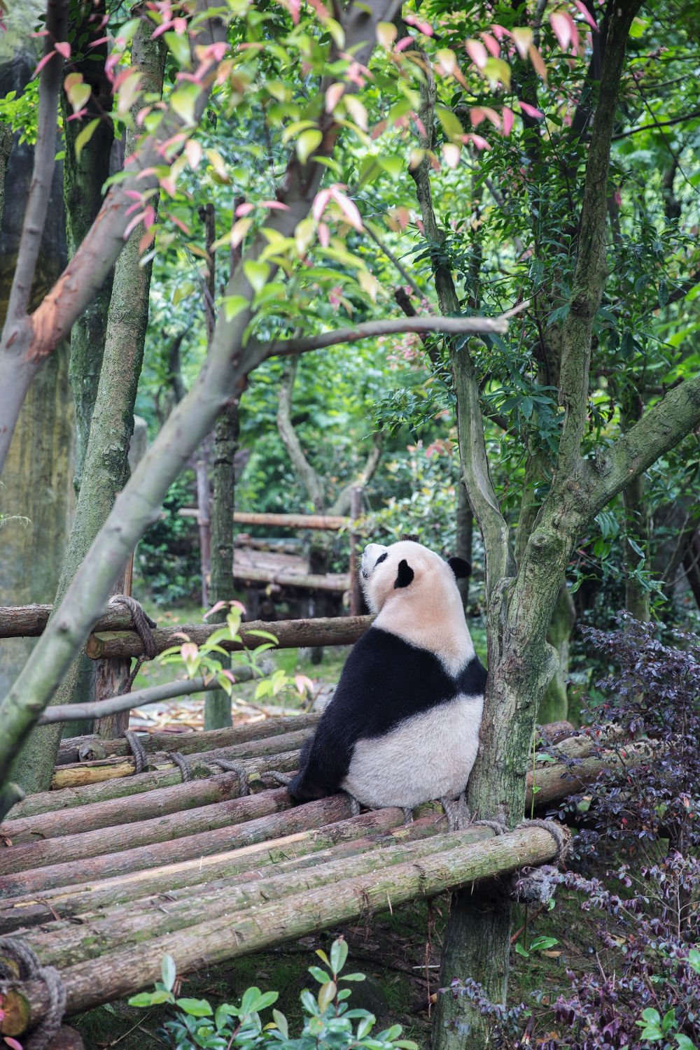 Xiongmao (熊猫) - Panda