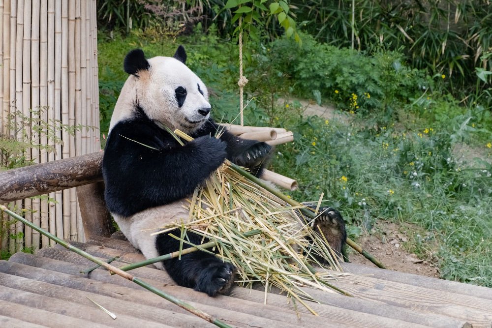 Xiongmao (熊猫) - Panda