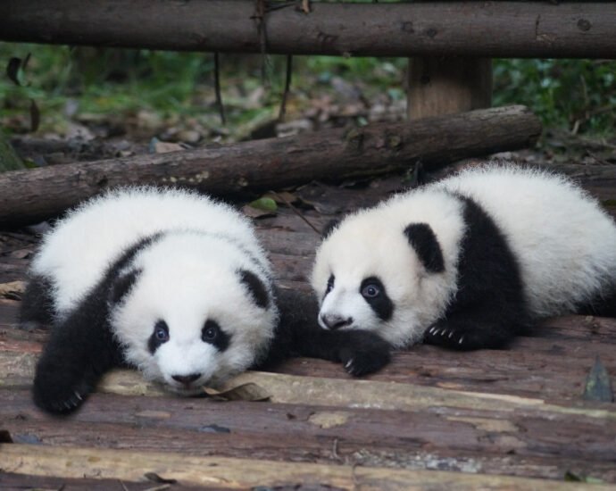 Xiongmao (熊猫) - Panda