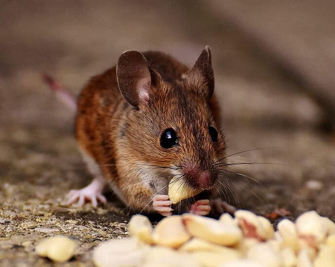 Laoshu (老鼠 ) -Tikus