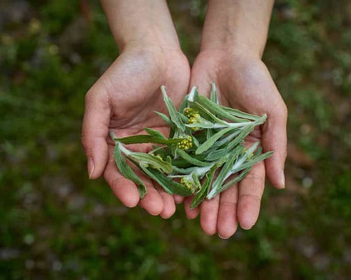 Mugwort aka Daun Baru Tiongkok