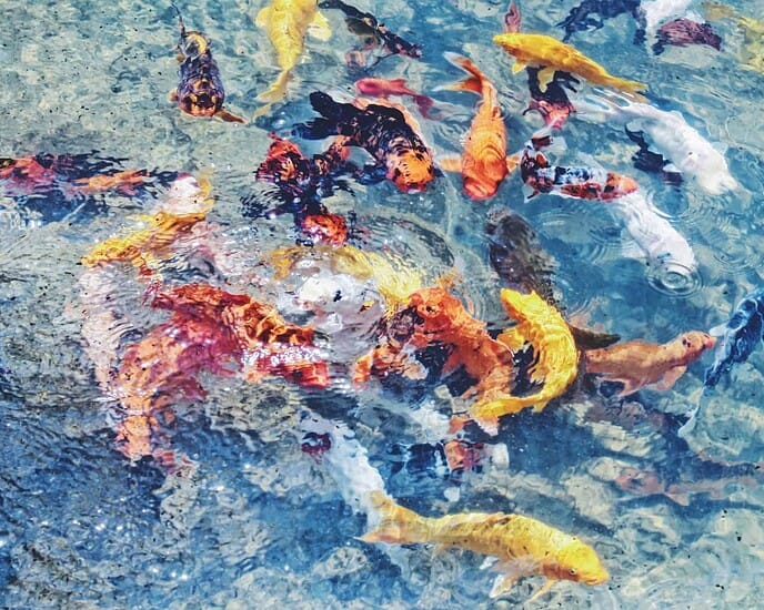 Arti Simbolis Ikan Koi Dalam Feng Shui