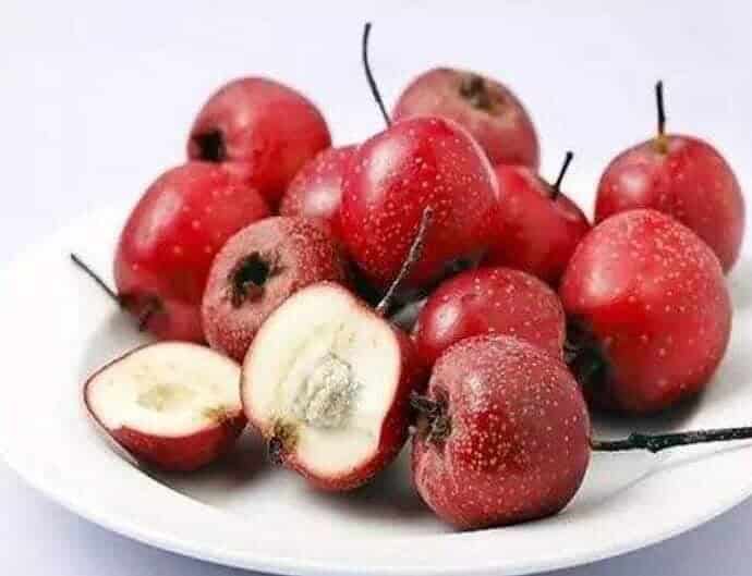 Manfaat Hawthorn - 山楂 - Shan Zha Untuk Kesehatan 1.Kaya akan antioksidan Manfaat Hawthorn - 山楂 - Shan Zha Untuk Kesehatan