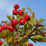 Mengenal Lebih Dekat Tentang Hawthorn (山楂 shan zha)