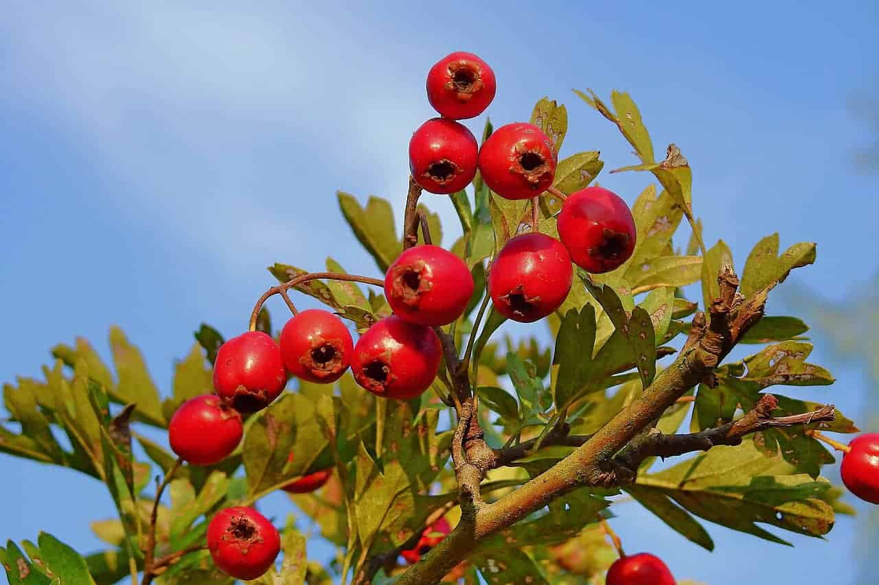 Mengenal Lebih Dekat Tentang Hawthorn (山楂 shan zha) Siapa sih yang tak kenal cemilan yang satu ini?Shanzhabing (Hanzi: 山楂饼, Pinyin: Shānzhā bǐng), terbuat dari bahan utama hawthorn berkualitas tinggi, dan dimurnikan melalui berbagai proses seperti pemilihan bahan, pembersihan, pengukusan, pemukulan, pembentukan, pengeringan, dan pengemasan. Mengenal Lebih Dekat Tentang Hawthorn (山楂 shan zha)