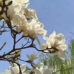 Bunga Mulai Bermekaran Menyambut Datangnya Musim Semi Bunga Mulai Bermekaran Menyambut Datangnya Musim Semi